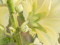 Alcea rosea Scaniaparken, Malmö, Skåne, Sweden 20240629_0031