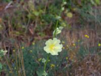 Alcea rugosa Brostorp, Glömminge, Mörbylånga, Öland, Sweden 20180808_0132