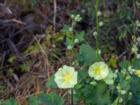 Alcea rugosa Brostorp, Glömminge, Mörbylånga, Öland, Sweden 20180808_0133