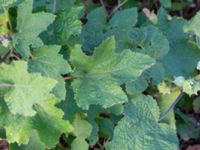 Alcea rugosa Brostorp, Glömminge, Mörbylånga, Öland, Sweden 20180808_0135