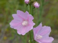 Malva alcea Utfyllnaden Oljesjön, Malmö, Skåne, Sweden 20220628_0084