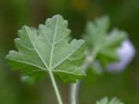 Malva moschata Ulricedal, Malmö, Skåne, Sweden 20230810_0010