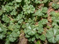 Malva neglecta Källvattengatan, Malmö, Skåne, Sweden 20181119_0015