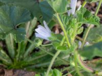 Malva neglecta Katrinetorp, Malmö, Skåne, Sweden 20231018_0031