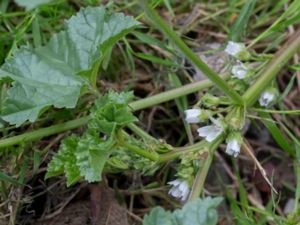 Malva pusilla - Small Mallow - Vit kattost