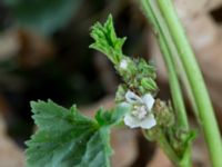 Malva pusilla Bunkeflo, Malmö, Skåne, Sweden 20150731_0012