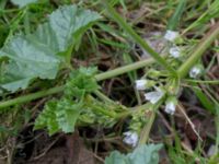 Malva pusilla Bunkeflo, Malmö, Skåne, Sweden 20150731_0017