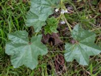 Malva pusilla Bunkeflo, Malmö, Skåne, Sweden 20150731_0018