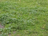 Malva pusilla Bunkeflo, Malmö, Skåne, Sweden 20150731_0024