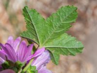 Malva sylvestris Agneslundsvägen 24, Malmö, Skåne, Sweden 20230628_0146