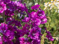 Malva sylvestris ssp. mauritiana Jordhögar S grodreservatet, Norra hamnen, Malmö, Skåne, Sweden 20170625_0040