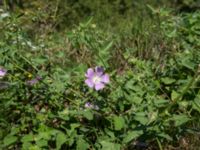 Malva thuringiaca Svirskoye ushele, Lazarevskoye, Krasnodar, Russia 20160913_0387