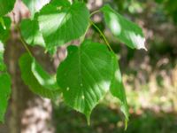 Tilia cordata Klågerup, 400 m N reningsverket, Svedala, Skåne, Sweden 20240915_0013