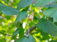 Tilia cordata Klågerup, 400 m N reningsverket, Svedala, Skåne, Sweden 20240915_0014