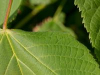 Tilia platyphyllos Limhamns kalkbrott, Malmö, Skåne, Sweden 20170611_0020