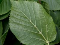 Tilia platyphyllos Stenudden, Kungsbacka, Halland, Sweden 20160604_0037