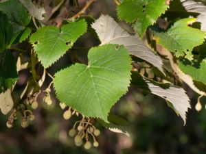 Tilia tomentosa - Silver Linden - Silverlind