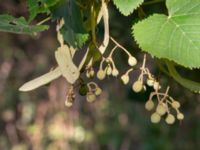 Tilia tomentosa Klågerup, 400 m N reningsverket, Svedala, Skåne, Sweden 20240915_0001