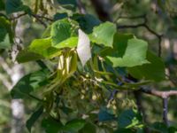 Tilia tomentosa Klågerup, 400 m N reningsverket, Svedala, Skåne, Sweden 20240915_0006