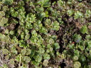 Marchantia polymorpha - Trädgårdslungmossa