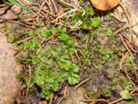 Marchantia polymorpha ssp. ruderalis Hakvingegatan 6, Bunkeflostrand, Malmö, Skåne, Sweden 20240324_0044