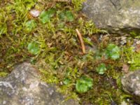 Marchantia polymorpha ssp. ruderalis Hus 93, Potatisåkern, Malmö, Skåne, Sweden 20240324_0056