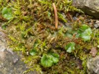 Marchantia polymorpha ssp. ruderalis Hus 93, Potatisåkern, Malmö, Skåne, Sweden 20240324_0057