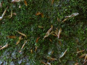Porella platyphylla - Trädporella