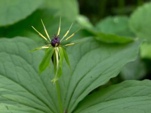 Paris quadrifolia - Herb-Paris - Ormbär