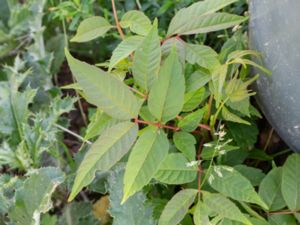 Toona sinensis - Chinese Mahogany - Kinesisk toona