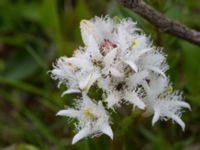 Menyanthes trifoliata Liaängen, Kågeröd, Eslöv, Skåne, Sweden 20160518_0039