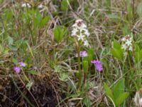 Menyanthes trifoliata Liaängen, Kågeröd, Eslöv, Skåne, Sweden 20160518_0040