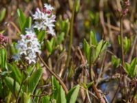 Menyanthes trifoliata Risen, Genarp, Lund, Skåne, Sweden 20140501_0038