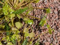 Claytonia perfoliata Aurahallen, Malmö, Skåne, Sweden 20160507_0002