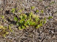 Claytonia perfoliata Knösen, Falsterbohalvön, Vellinge, Skåne, Sweden 20170501_0142