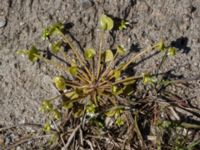 Claytonia perfoliata Knösen, Falsterbohalvön, Vellinge, Skåne, Sweden 20170501_0143