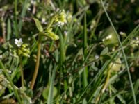 Claytonia perfoliata Nabben, Falsterbohalvön, Vellinge, Skåne, Sweden 20150502_0076