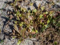 Claytonia perfoliata Nabben, Falsterbohalvön, Vellinge, Skåne, Sweden 20150502_0077