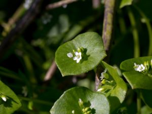 Claytonia perfoliata - Miners Lettuce - Vinterportlak