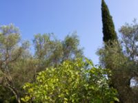 Ficus carica Zygos, Corfu, Greece 20100915 383