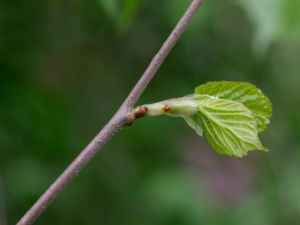 Morus alba - White Mulberry - Vitt mullbär