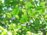 Morus alba 100 m SE Björns hög, Stora Råby, Lund, Skåne, Sweden 20180517_0046