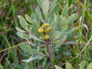 Myrica gale - Bog Myrtle - Pors