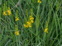 Narthecium ossifragum Gloppe, Varberg, Halland, Sweden 20190716_0231