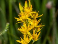 Narthecium ossifragum Gloppe, Varberg, Halland, Sweden 20190716_0234