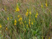 Narthecium ossifragum Mörkhults mosse, Hässleholm, Skåne, Sweden 20150723_0016