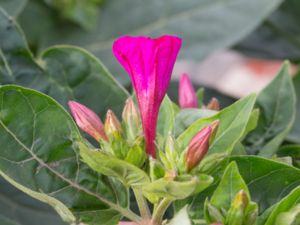 Mirabilis jalapa - Marvel of Peru - Underblomma