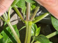 Mirabilis jalapa Jordhögar S grodreservatet, Norra hamnen, Malmö, Skåne, Sweden 20160731_0029