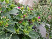 Mirabilis jalapa Jordhögar S grodreservatet, Norra hamnen, Malmö, Skåne, Sweden 20160822_0054