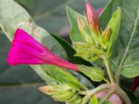 Mirabilis jalapa Jordhögar S grodreservatet, Norra hamnen, Malmö, Skåne, Sweden 20160822_0058